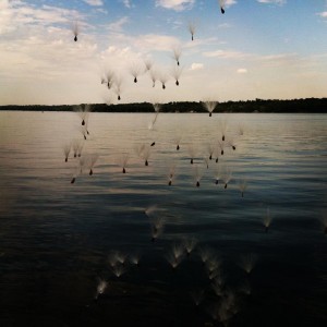 photo of a lake, with dandelion seeds